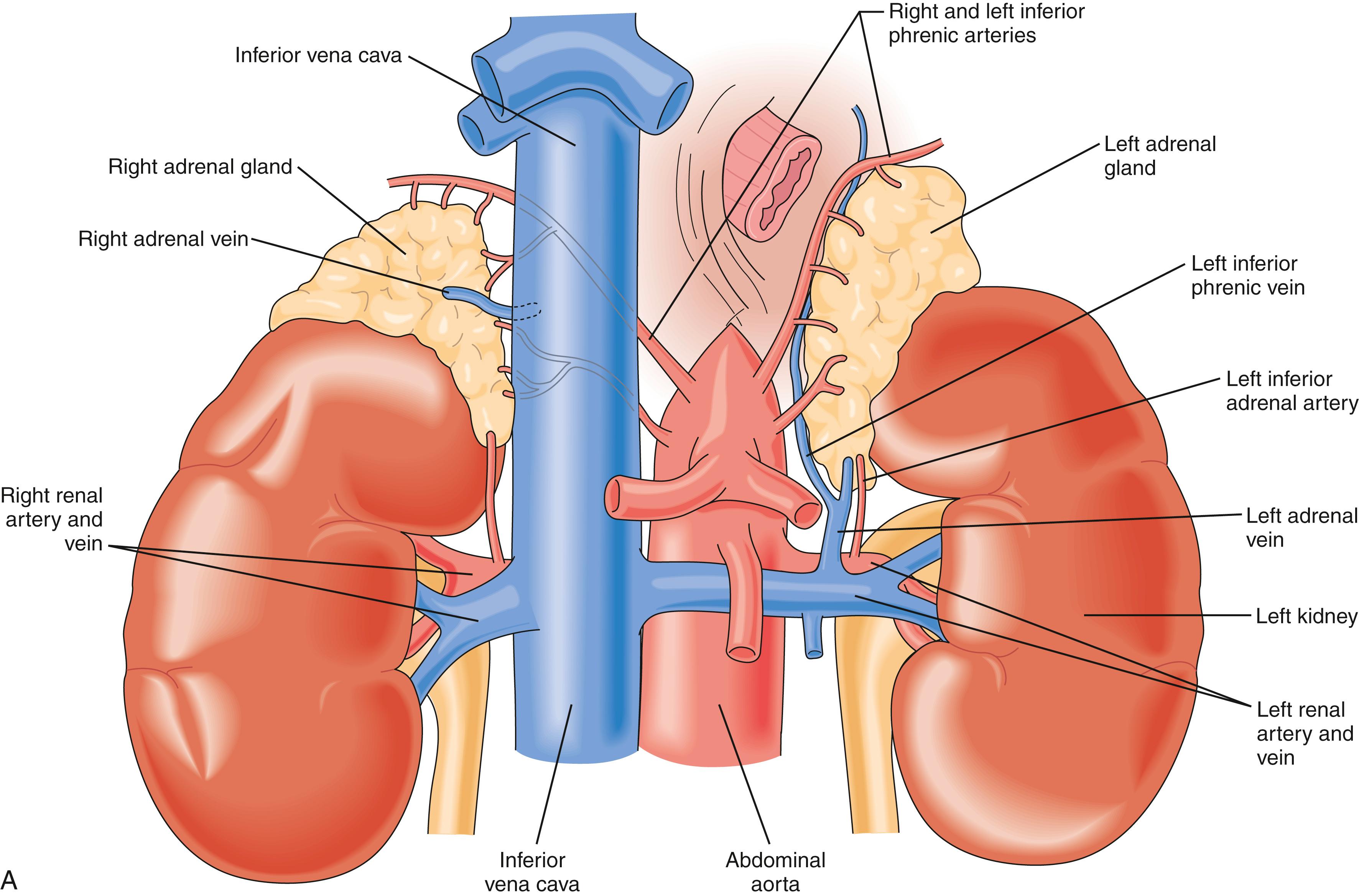 Fig. 40.1, Anatomy of the adrenal glands. (A) Left and right adrenal glands in situ. , cont’d(B) Relationships of the left adrenal gland. (C) Relationships of the right adrenal gland.