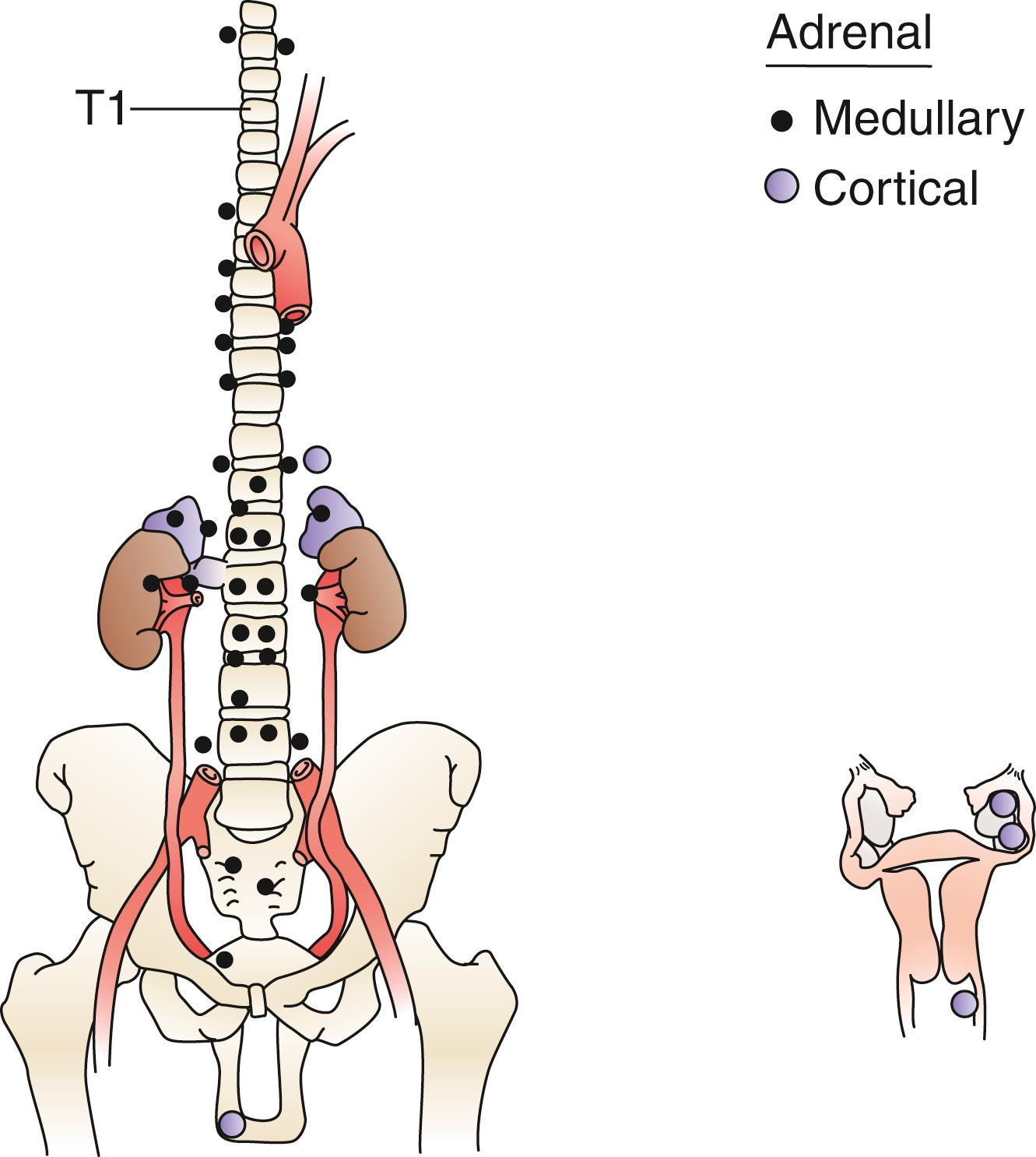Fig. 40.2, Sites of extra-adrenal cortical and medullary tissue.