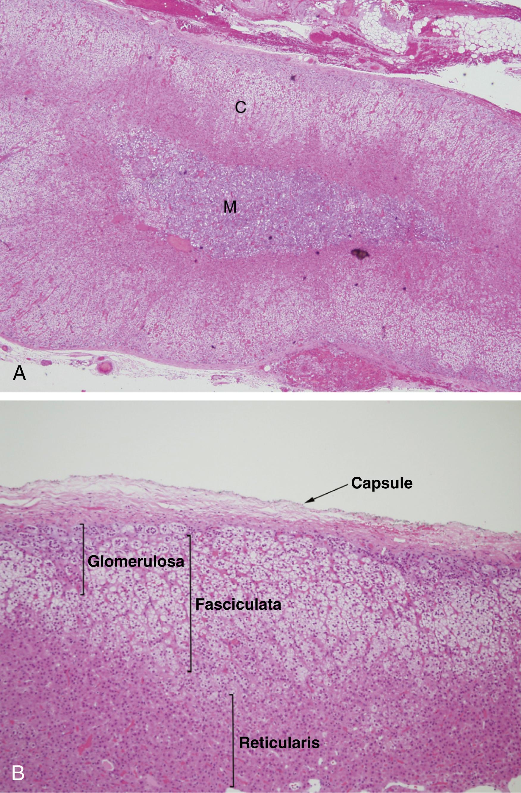 Fig. 40.4, Normal adrenal histopathology. (A) Low-power view showing the adrenal cortex (C) and medulla (M) . (B) Medium-power view demonstrating individual layers of the adrenal cortex. The thickness of the zona glomerulosa varies along its length (hematoxylin and eosin stain).