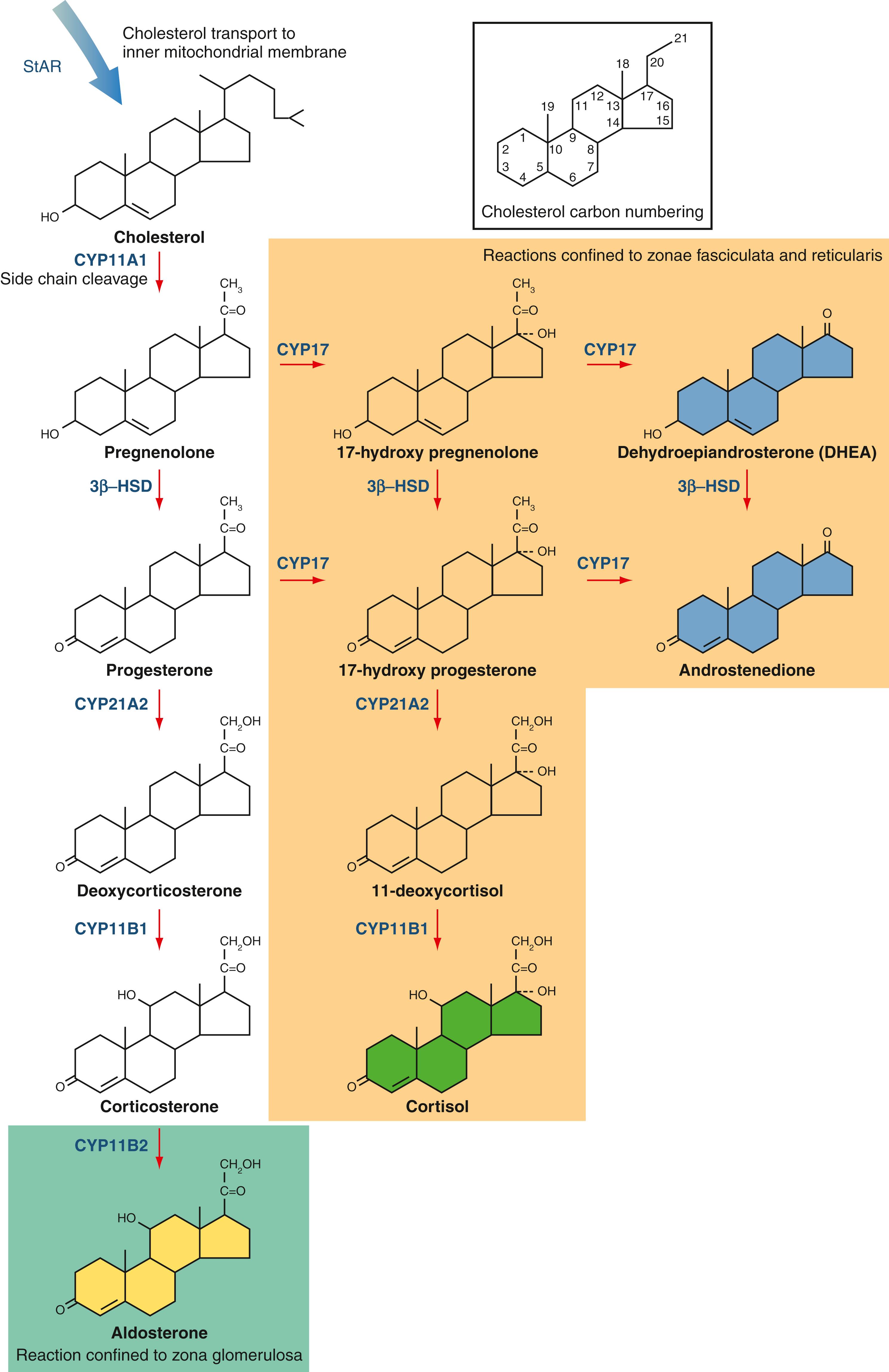 Fig. 40.5, Adrenal steroid biosynthesis. Reactions confined to the zona glomerulosa are shaded turquoise, and those confined to the zonae fasciculata and reticularis are shaded orange . Human mineralocorticoids are indicated in yellow , glucocorticoids in green , and sex steroids in blue. 3β-HSD , 3β-Hydroxysteroid dehydrogenase; StAR , steroidogenic acute regulatory protein.