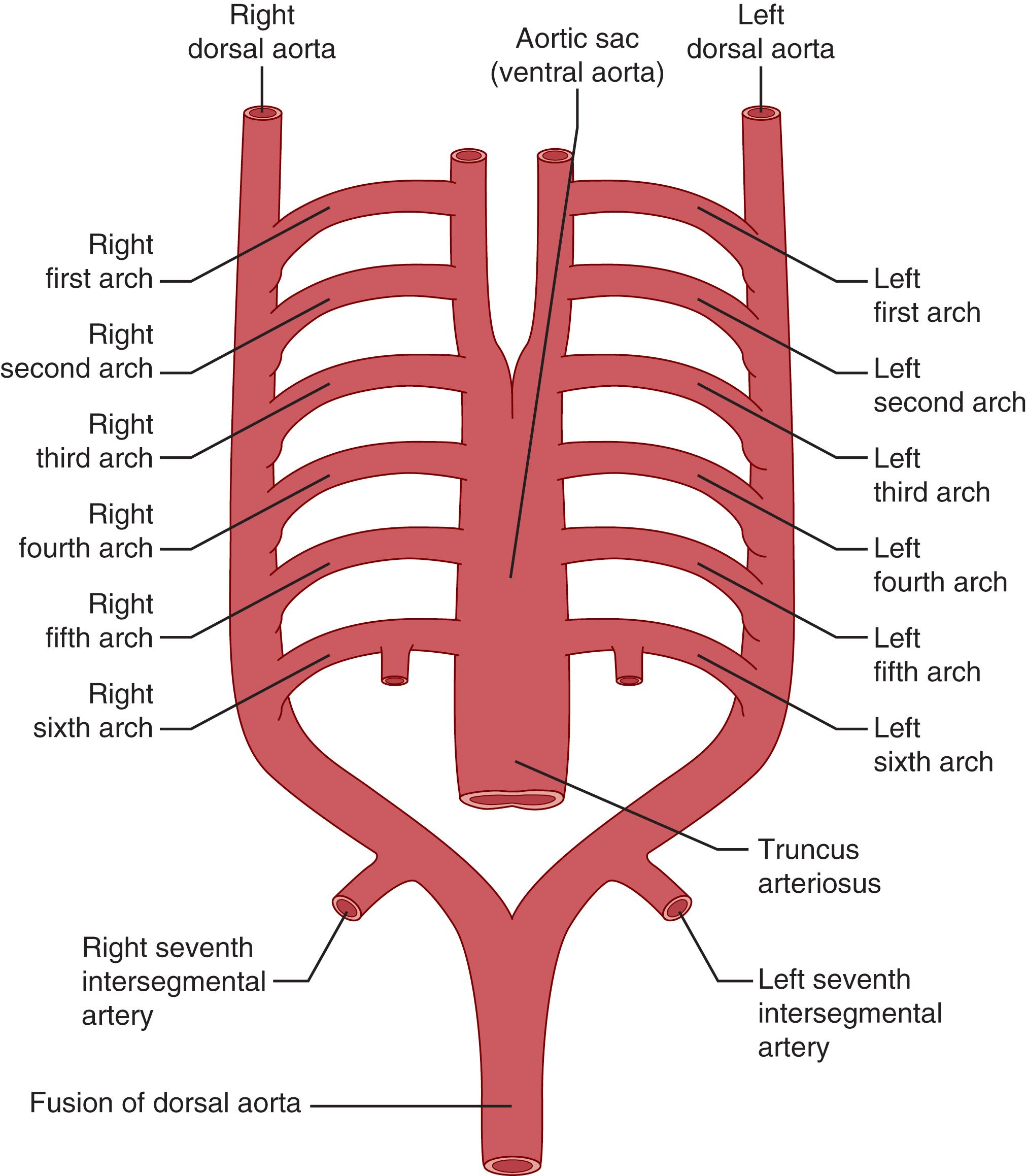 Fig. 62.1, Embryologic development of the aortic arch and branches.