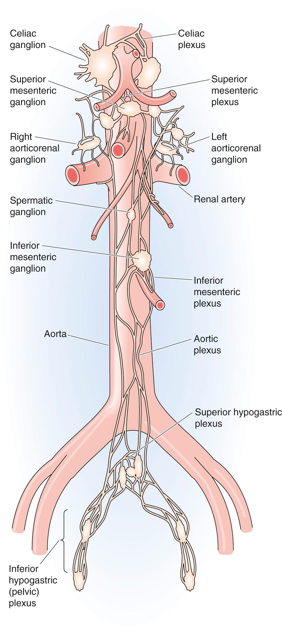 Figure 14-3, Anatomy of the sympathetic pre vertebral plexuses. Each ganglion and its associated plexus are named after the artery with which they are associated.