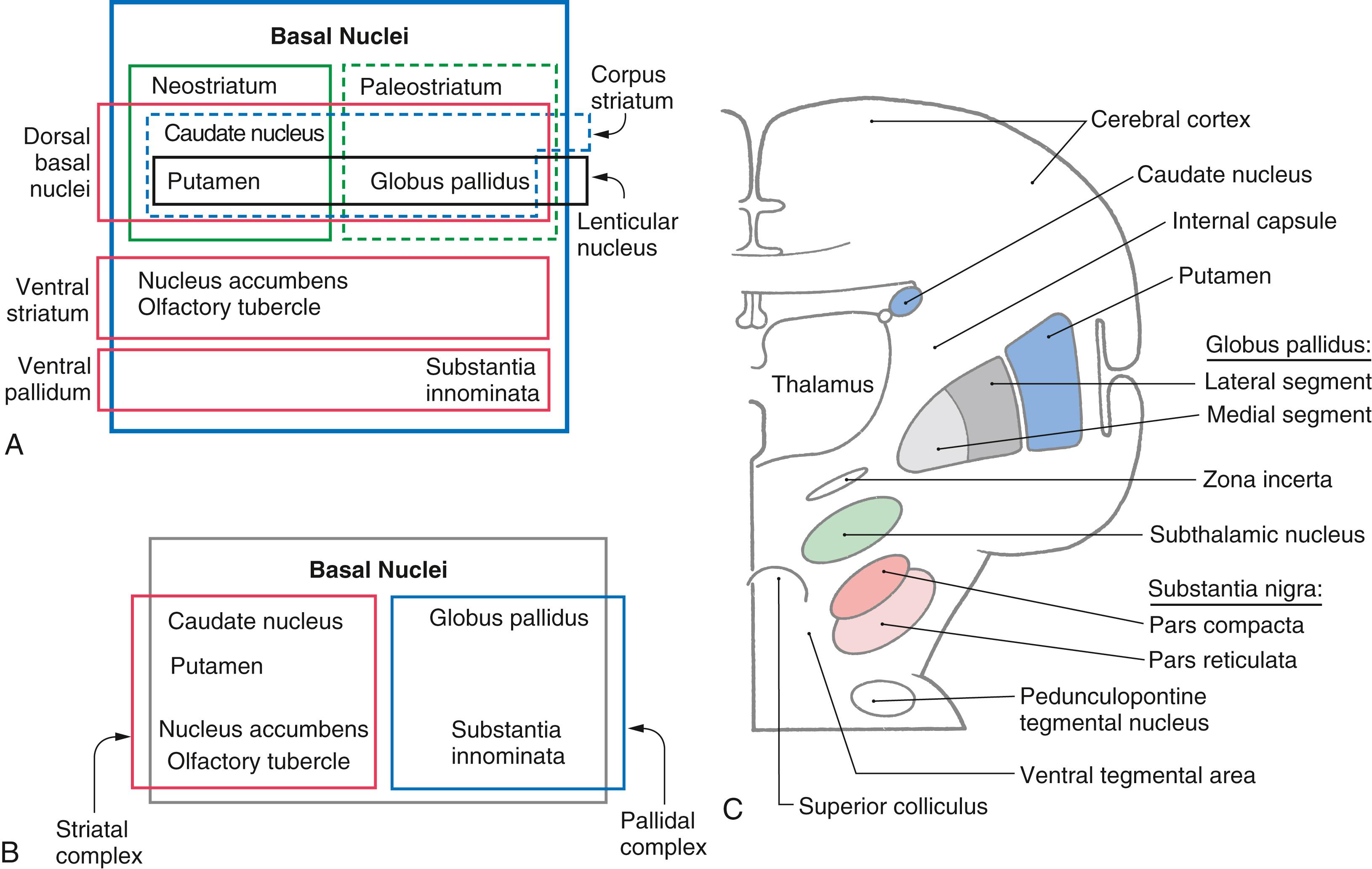 Fig. 26.1, A series of stacked boxes ( A ) illustrating which nuclei form the various parts of the basal nuclei and how these groups are used in this chapter ( B ). A standard drawing of the basal nuclei ( C ) used throughout this chapter.