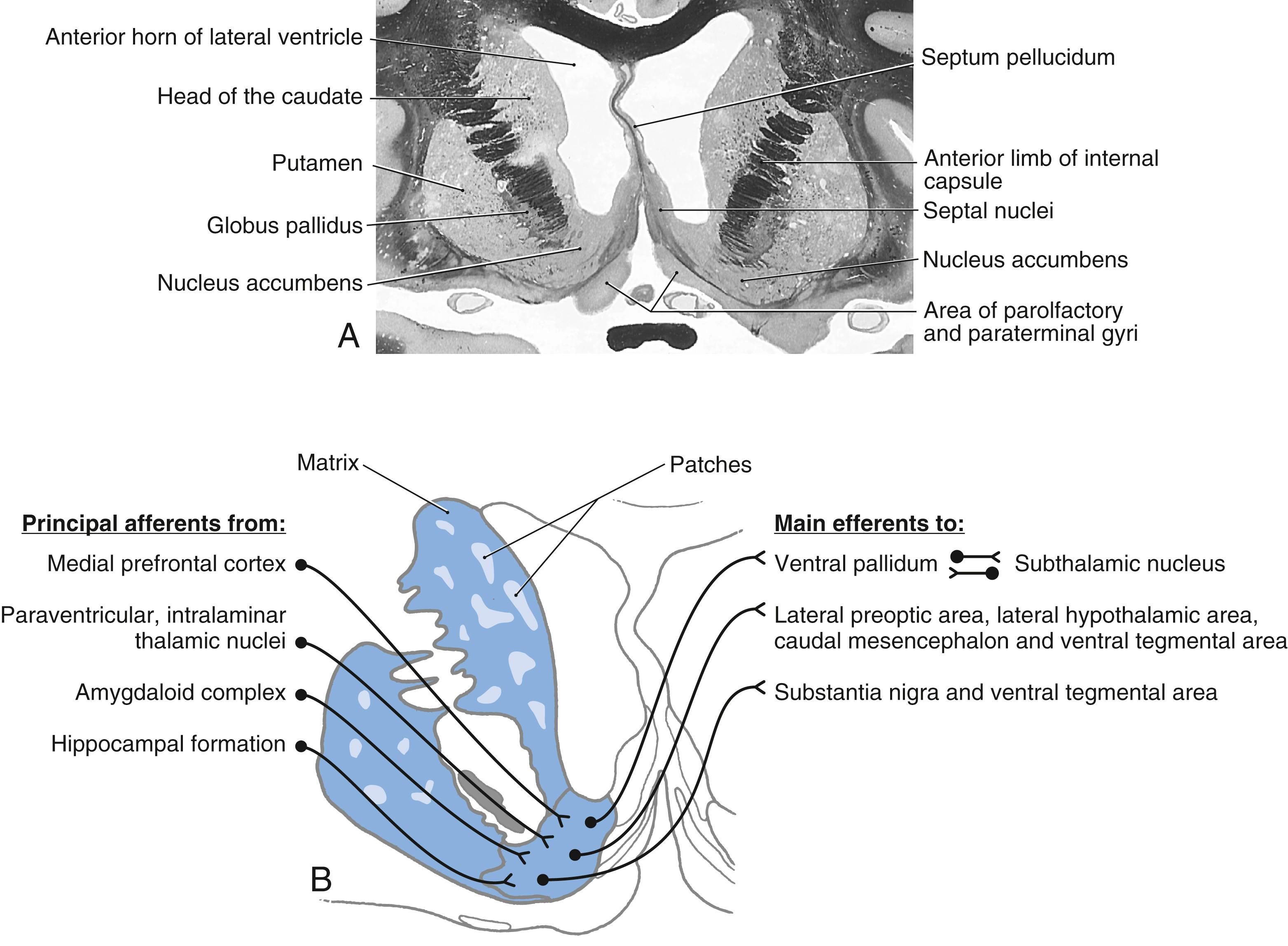 Fig. 26.4, Cross section of the rostral and basal forebrain showing the location of the nucleus accumbens at the continuation of the head of the caudate nucleus with the putamen ( A ). The main afferent projections to and efferent projections from the nucleus accumbens are represented in B.