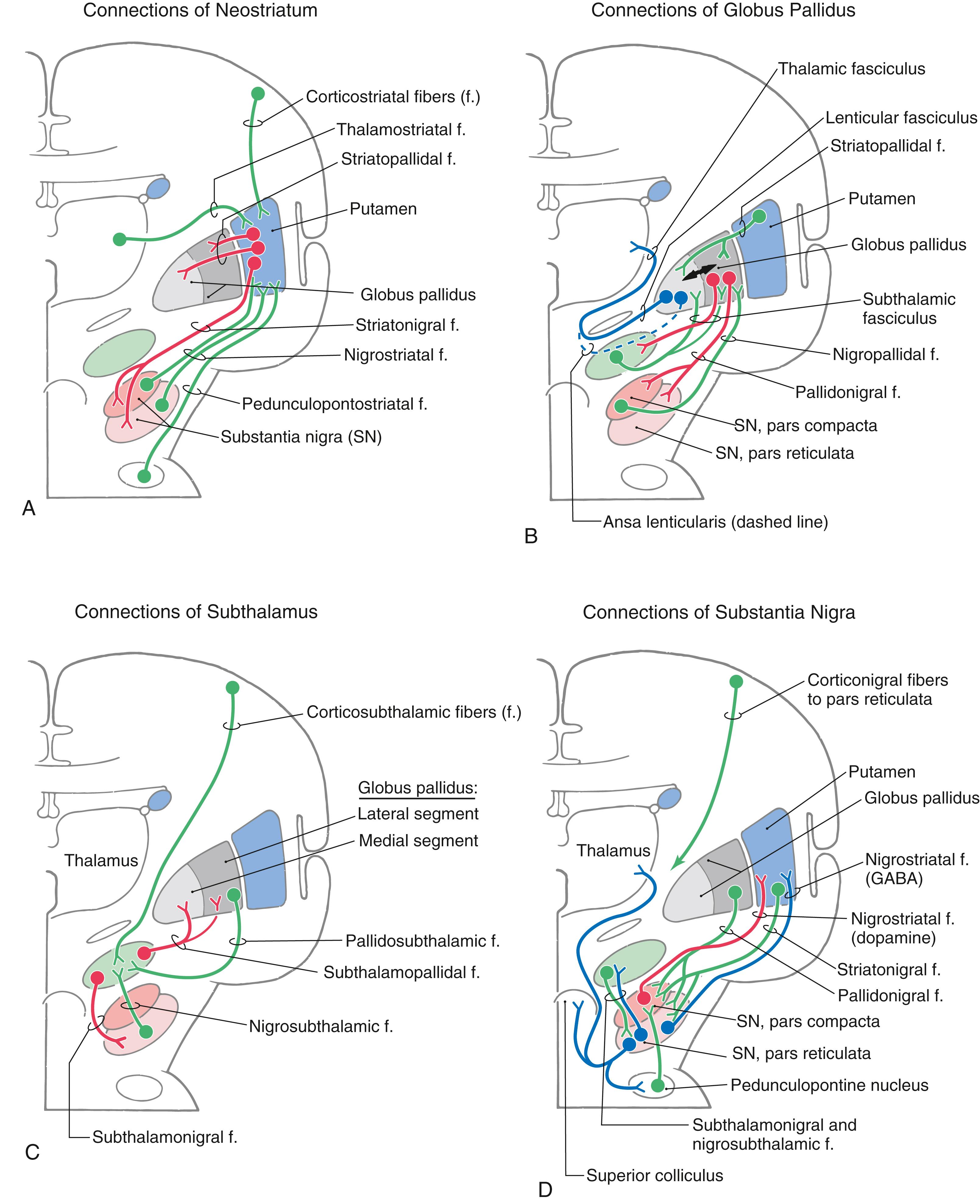 Fig. 26.5, Schematic representations of the afferent (in green ) and efferent (in red ) connections of the neostriatum ( A ) and subthalamus ( C ) and of the afferent (in green ) and efferent (in r ed and blue ) connections of the globus pallidus ( B ) and substantia nigra ( D ). The double-headed arrow in B represents pallidopallidal fibers. GABA, γ-aminobutyric acid.