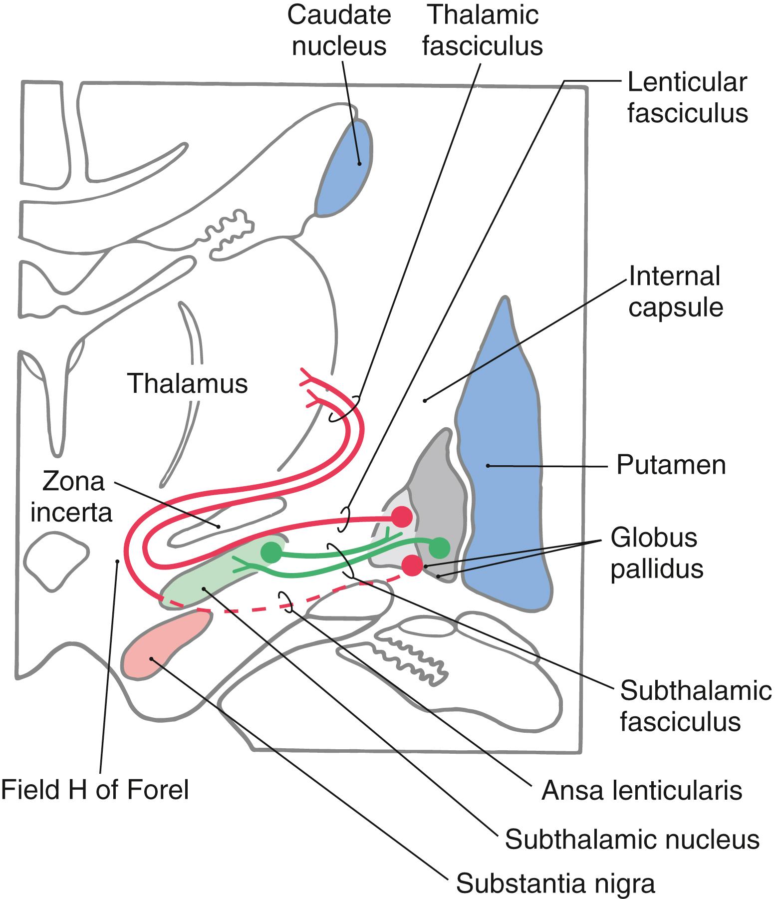 Fig. 26.8, Schematic representation of pallidal connections to the thalamus and with the subthalamic nucleus.