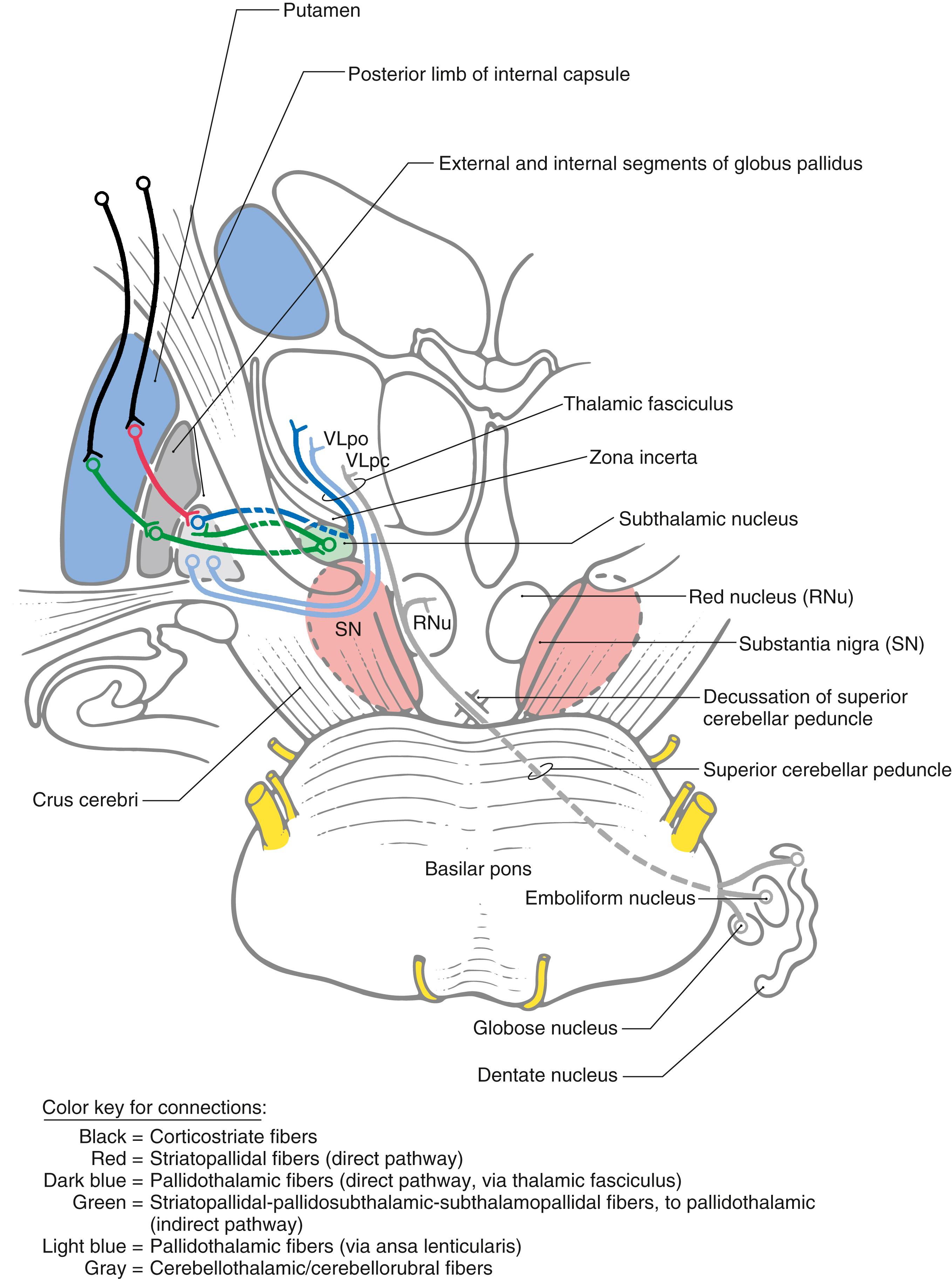 Fig. 26.9, Three-dimensional representation of the connections of the basal nuclei, excluding those with the substantia nigra. Fibers of the thalamic fasciculus ( dark blue ) traverse the internal capsule, pass between the subthalamic nucleus and zona incerta, and then enter the thalamic fasciculus to access the VLpo. Fibers of the ansa lenticularis ( light blue ) arch around the rostromedial edge of the internal capsule and course caudally to enter the thalamic fasciculus en route to the VLpo. Pallidosubthalamic and subthalamopallidal fibers (both green ) collectively form the subthalamic fasciculus. Cerebellothalamic fibers from the contralateral cerebellar nuclei also use the thalamic fasciculus to get to the VLpc. VLpc, ventral lateral thalamic nucleus, pars caudalis; VLpo, ventral lateral thalamic nucleus, pars oralis.