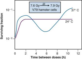 Fig. 1.9, “Split-dose” or sublethal damage recovery demonstrated in cultured hamster V79 cells that received a first x-ray dose at time = 0, followed by a second dose after a variable radiation-free interval. Cells were maintained at either room temperature (24° C) or at 37° C during the “split” time.
