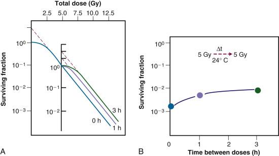 Fig. 1.10, Sublethal damage recovery is also manifest as a return of the shoulder on the radiation survival curve when a total dose is delivered as two fractions separated by a time interval (A). If the interfraction interval is shorter than the time it takes for this recovery to occur, the shoulder will be only partially regenerated (e.g., compare the shoulder regions of the survival curves for intervals of 1 h vs. 3 h). The regeneration of the shoulder accounts for the observed survival increase in the corresponding split-dose assay (B, and Fig. 1.9 ).