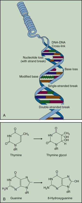 Fig. 1.5, Types of DNA damage produced by ionizing radiation. (A) Segment of irradiated DNA containing single- and double-stranded breaks, cross-links, and base damage. (B) Two types of modified bases observed in irradiated DNA include thymine glycol, which results from the addition of two hydroxyl (OH) groups across the carbon-carbon double bond of thymine, and 8-hydroxyguanine, produced by • OH radical addition to guanine.