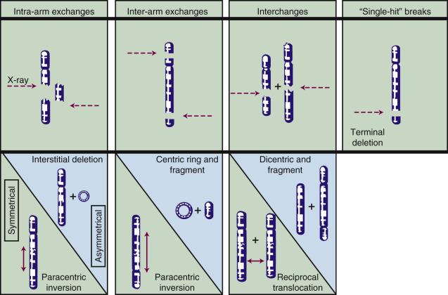 Fig. 1.6, Types of radiation-induced chromosome aberrations that are the result of unrepaired or misrejoined DNA damage. Aberrations are classified according to whether they involve a single or multiple chromosomes, whether the damage is thought to be caused by the passage of a single charged particle track (“one-hit” aberration), or by the interaction of damages produced by two different tracks (“two-hit” aberration), and whether the irradiation occurred prior to or after the chromosomes had replicated (chromosome- vs. chromatid-type aberrations, respectively; only chromosome-type aberrations are shown). The aberrations can be further subdivided according to whether broken pieces of the chromosome rearrange themselves symmetrically (with no net loss of genetic material) or asymmetrically (acentric fragments produced).