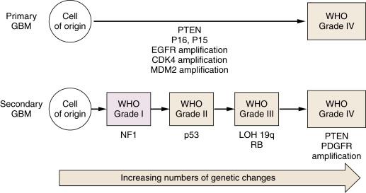 Figure 40-1, Glioblastoma arises in association with the accumulation of multiple genetic alterations. Primary glioblastoma manifests without the presentation of any precursor lesion. Secondary glioblastoma results from the accumulation of additional oncogenic mutations by lower grade astrocytic tumors resulting in increased malignancy. GBM, Glioblastoma multiforme; WHO, World Health Organization.