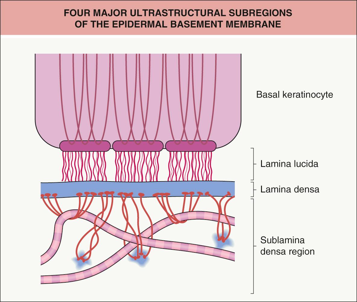 Fig. 28.1, Four major ultrastructural subregions of the epidermal basement membrane.