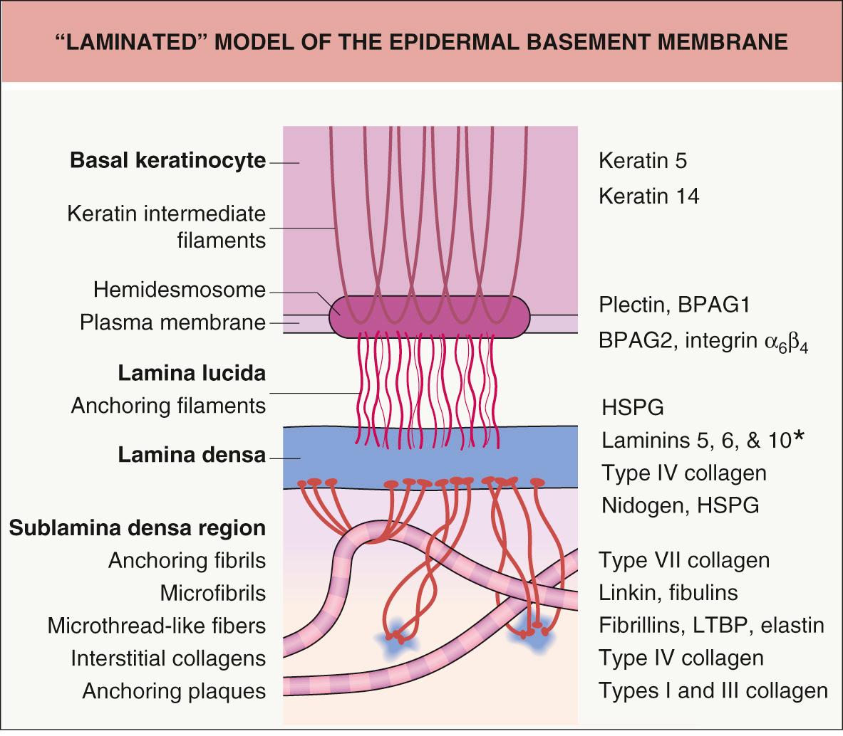 Fig. 28.2, “Laminated” model of the epidermal basement membrane.