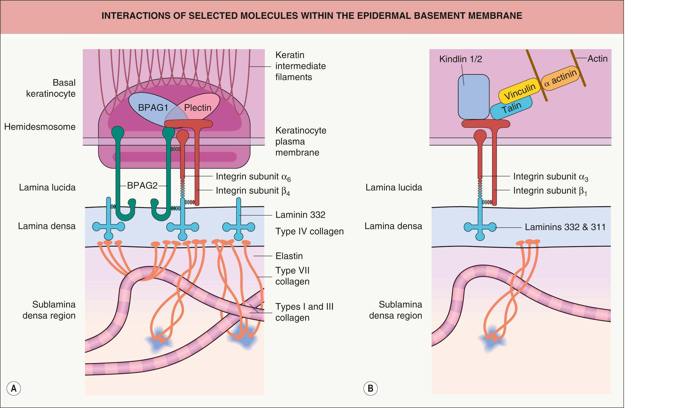 Fig. 28.3, Interactions of selected molecules within the epidermal basement membrane.