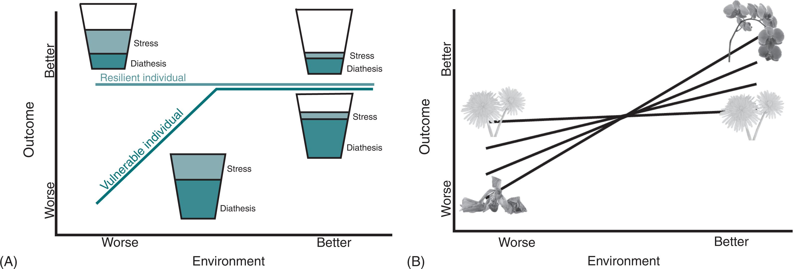 Fig. 2.3, Contrasting the diathesis-stress model (A) and the differential susceptibility model (B). In the diathesis-stress model, the unfavorable environment impacts vulnerable children only. In the differential susceptibility model, environmental quality impacts all children and the orchids more noticeably than the dandelions.