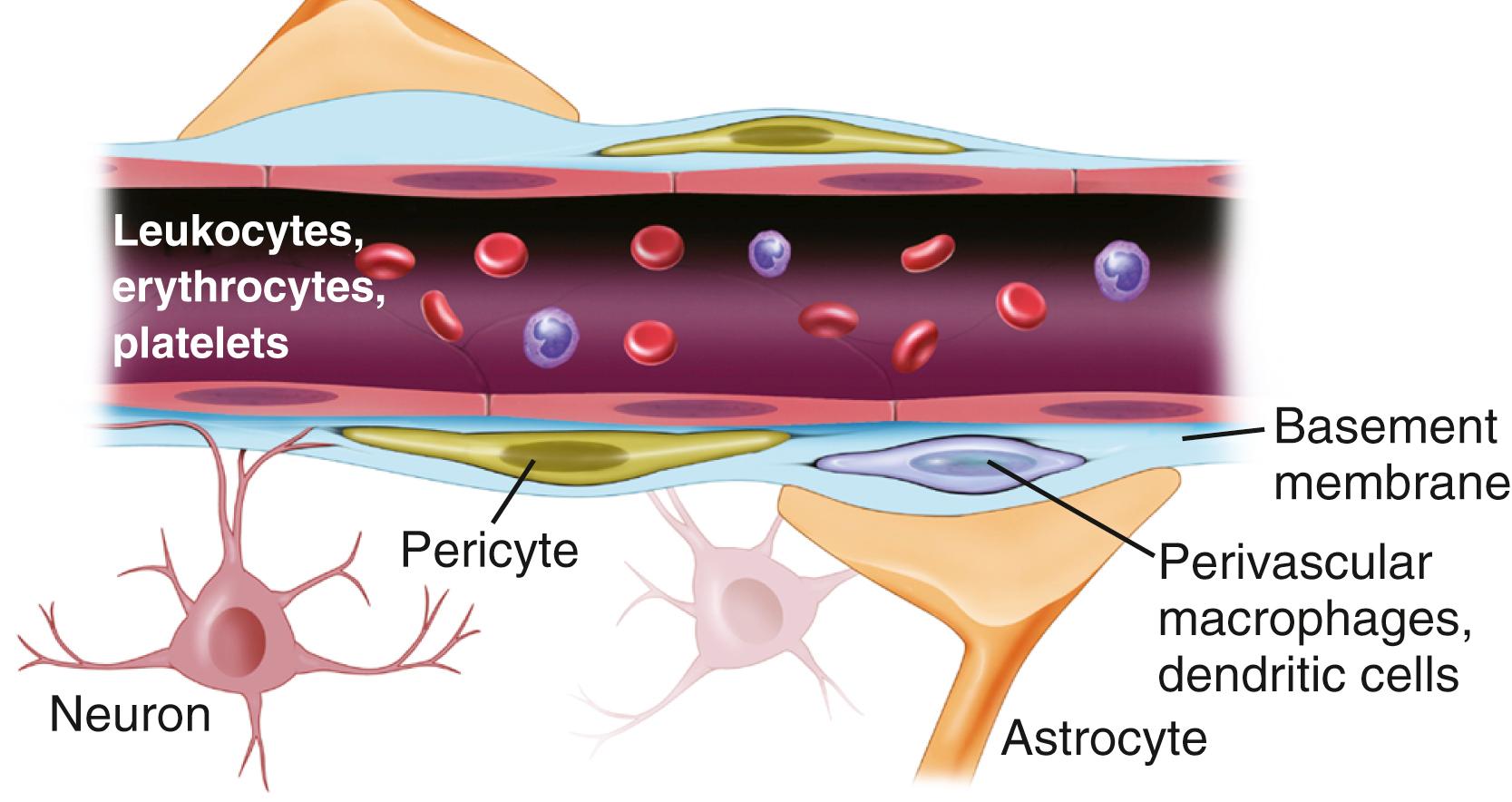 Figure 68.1, Schematic of a “neurovascular unit,” which consists of endothelial cells, astrocytes, pericytes, macrophages, microglia, neurons, the basement membrane, and the extracellular matrix.