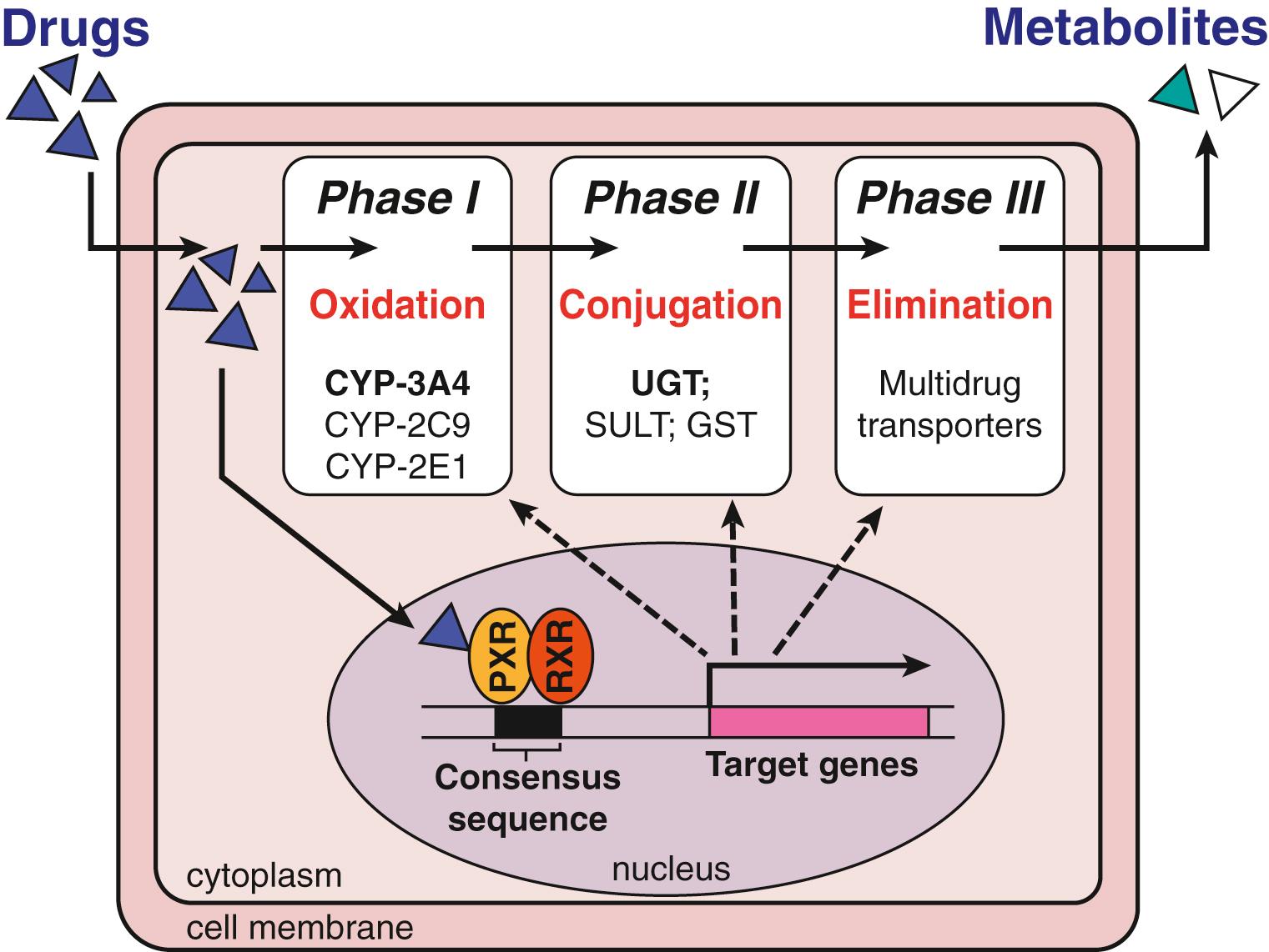 GST , Glutathione S -transferase; PXR, pregnane X receptor; RXR, retinoid X receptor; SULT, sulfotransferase; UGT, UDP-glucuronosyltransferase.