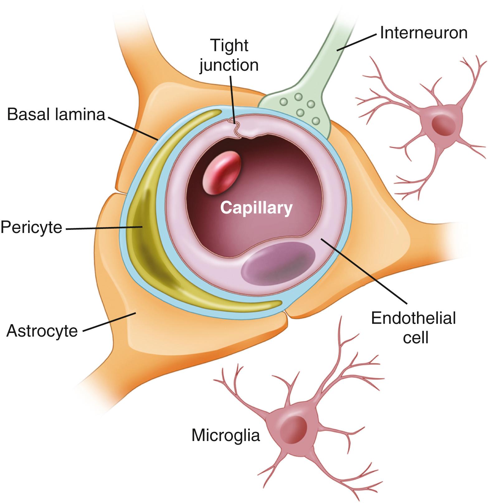 Figure 68.2, Schematic of a brain microvascular endothelial cell in cross section.