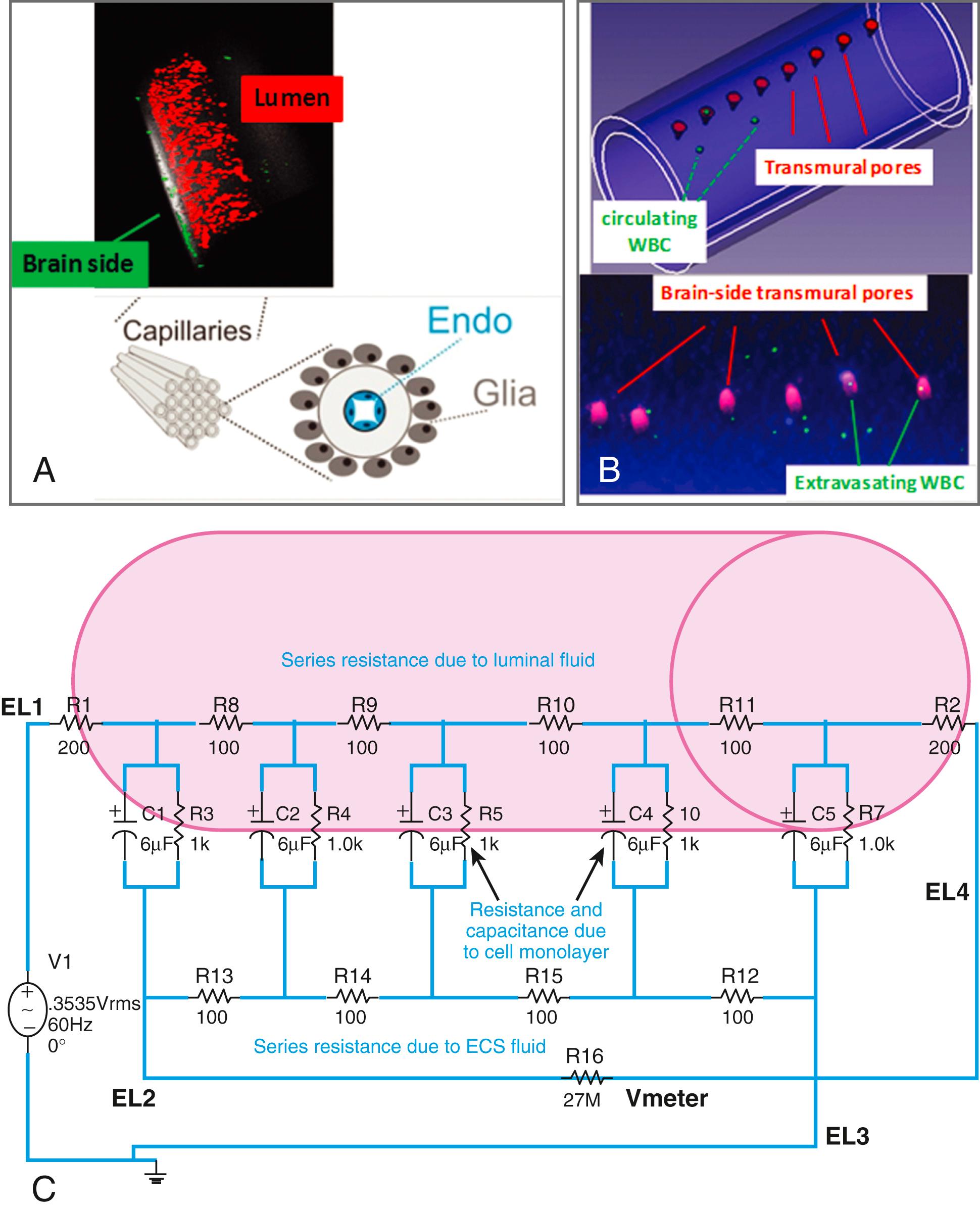 C , Capacitance; ECS, extracellular space; EL, extracellular loop; R, resistance; WBC, white blood cells.