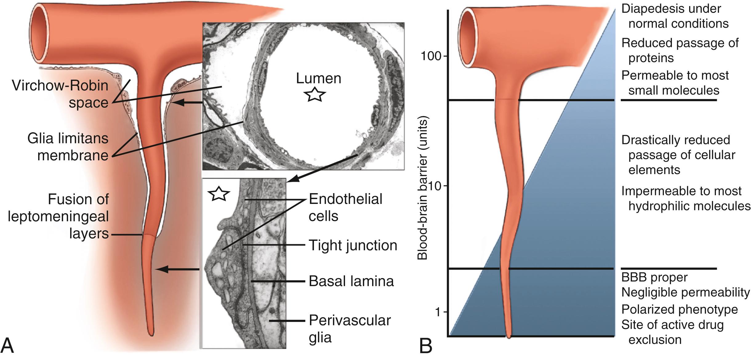 Figure 68.3, Schematic of brain pial vasculature showing the permeability gradient as penetrating pial vessels become capillaries and are characterized by the blood-brain barrier phenotype.