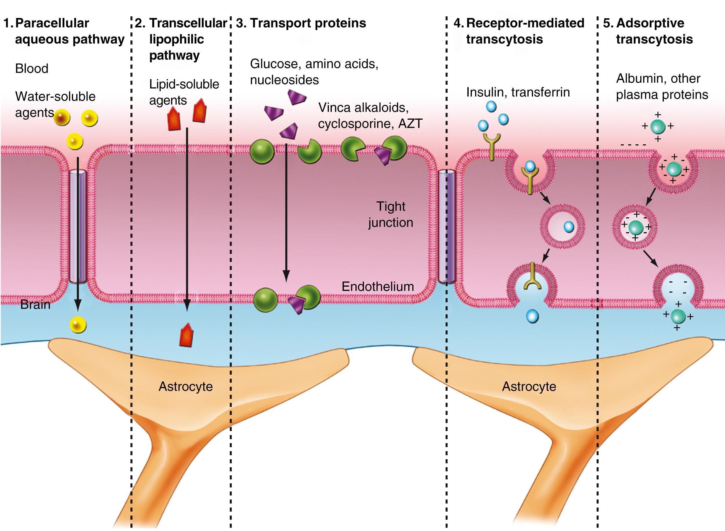 Figure 68.4, Schematic demonstrating various transport systems that shuttle molecules across the blood-brain barrier.