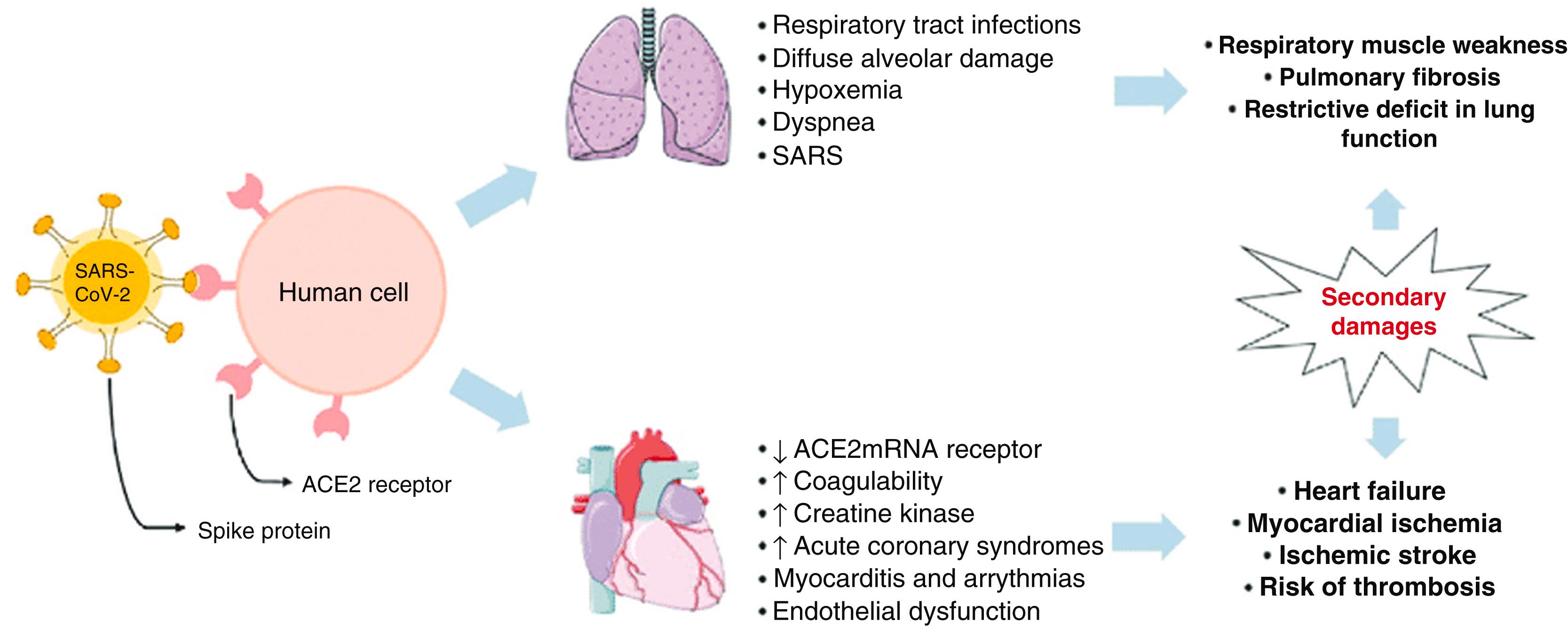 Figure 4.10, Cardiorespiratory damages due to COVID-19 and its possible secondary damages. ACE2 , angiotensin-converting enzyme 2; SARS , severe acute respiratory syndrome; SARS-CoV-2 , severe acute respiratory syndrome coronavirus 2.