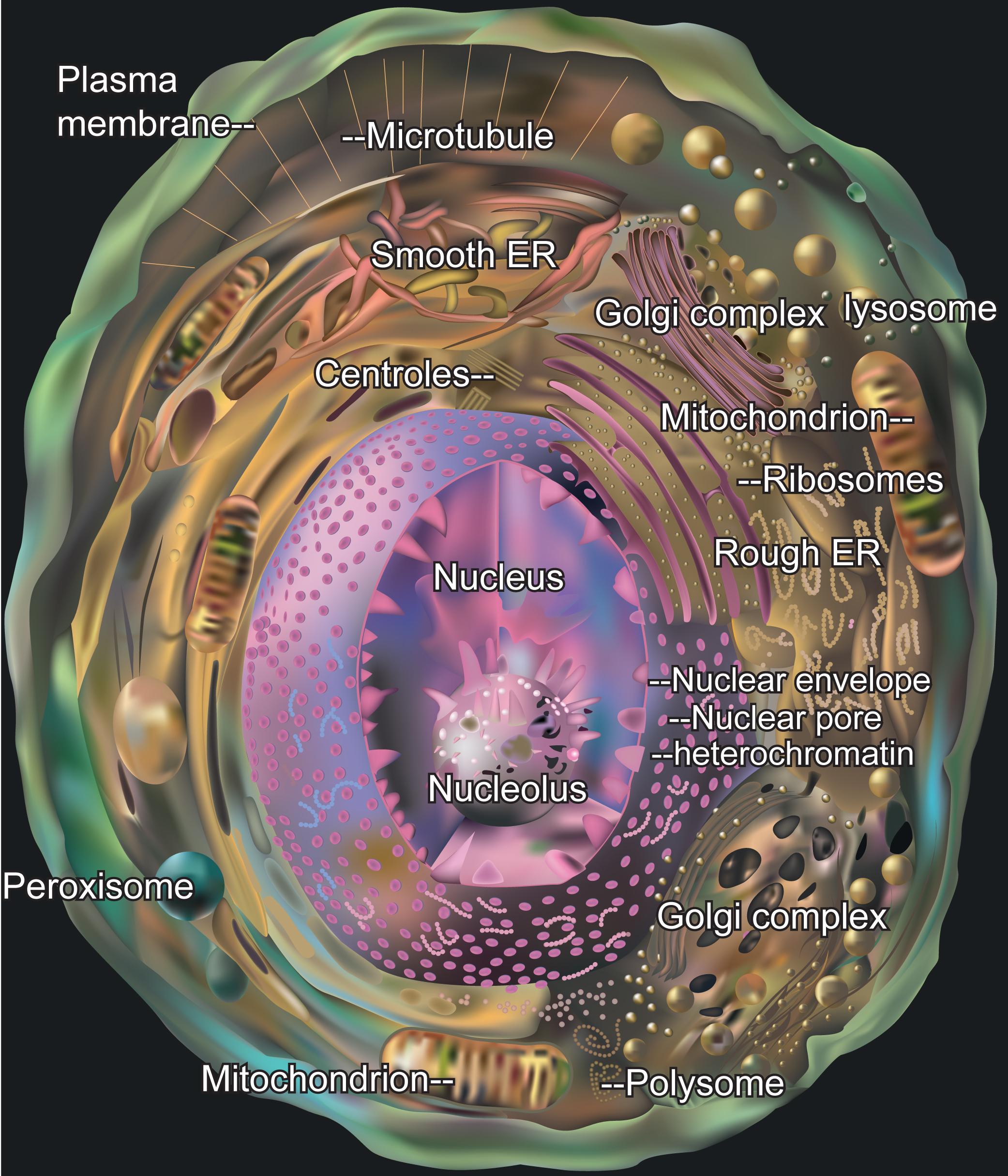 Figure 2.7, Cross-sectional model of a typical eukaryotic cell.