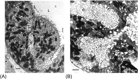 Fig. 38.2, (A) Electron micrograph of a parietal cell from a piglet gastric mucosa in the resting, non-secreting state. The glandular lumen (L) is clearly visible, as are the secretory canaliculi (C), invaginations of the apical membrane from the lumen deep into the cell, constituting an expanded apical membrane. The apical membrane is covered with numerous short microvilli. H,K-ATPase-rich tubulovesicles (TV) abound throughout the cytoplasm of parietal cells. Many mitochondria are also apparent. Bar marker: 1 μm. (B) Electron micrograph of a parietal cell from a histamine-stimulated, maximally secreting piglet stomach. The glandular lumen (L) is indicated to the right. Apical microvilli within the expanded canaliculi (C) are greatly elongated, whereas the numbers of TVs are drastically reduced (cf. Fig. 38.2 ). The expansion of apical surface is contributed by recruitment of tubulovesicular membranes to the canalicular (apical) membrane and subsequent fusion of TVs with the canalicular membrane. Bar marker: 1 μm.