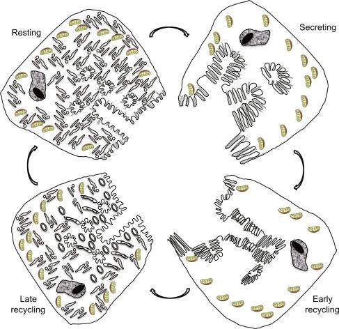 Fig. 38.3, Schematic summary representing the major membrane transformations occurring in the parietal cell during the secretory cycle. The cell transitions from the resting state to the maximally secreting state with secretagogue stimulation, and then back to the resting state by recycling of the H,K-ATPase and membrane from the canalicular membrane.