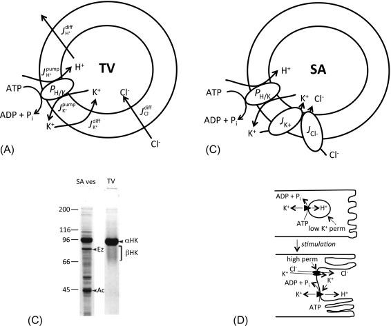 Fig. 38.4, Comparison of the functional properties of gastric membrane vesicles isolated from resting or secreting stomachs. (A) The pump-leak model for gastric vesicles (TV) isolated from a resting stomach. The vesicles are depicted with an ATP-driven proton pump (pH/K) that transports H + ( J pump H + ) into the vesicles in exchange for K + ( J pump K + ). Additional paths for the diffusion ( J diff ) or “leak” of H + , K + , and Cl − are also indicated. Since intravesicular K + is a key substrate of the pump, J diff K + is critical to pump turnover and generation of a H + gradient. Likewise, an anion must accompany K + flux into the vesicle; thus J diff Cl- is also critical for pump activity, but Cl − permeability appears to be high in these vesicles. However, K + permeability is very low; thus the ability to generate a H + gradient is very low, unless J diff K + is increased by the addition of a K + ionophore, like valinomycin; then a significant H + gradient can be generated. (B) Model of stimulation-associated (SA) vesicles isolated from acid-secreting stomach. Although similar to TV, SA vesicles also include specific channel proteins, J K + and J Cl − , for transport of K + and Cl − . Thus, in contrast to isolated TVs, the generation of a H + gradient can occur in SA vesicles independent of a K + ionophore. (C) Coomassie blue-stained gels for TV and SA vesicles (SA ves) were run at the relatively high protein load of 50 μg per lane. TVs are comprised almost exclusively of H,K-ATPase. The α-subunit is a very dense band at about 95 kDa, whereas the β-subunit is broad (60–80 kDa) and very poorly stained because of the heavy glycosylation. For SA vesicles the α-subunit of the H,K-ATPase is clearly still the most dominant protein, but there are several other apical membrane proteins visible, including actin (Ac) and ezrin (Ez). (D) Proposed means for regulating H + pump activity in vivo. When the pump is contained within the cell in a TV, low K + permeability limits ATP utilization and H + transport into the TV by the H,K-ATPase. Upon stimulation, fusion of TV with the canalicular membrane places the H,K-ATPase in parallel with K + and Cl − channels.