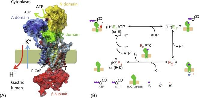 Fig. 38.5, 3-D structure and enzymatic reaction of H,K-ATPase. (A) Overall structures of H,K-ATPase in the E 2 P conformation in the presence of SCH 28080 (P-CAB), shown in a space-filling surface model overlaid upon the ribbon structural model. The nucleotide binding (N), phosphorylation (P), and “actuation” (A) domains of the α-subunit are shown in yellow , green , and blue , respectively. The β-subunit is shown in red . (B) Schematic illustration of H,K-ATPase structures in different catalytic states. H,K-ATPase, with its cytoplasmic domains pointing upward, is shown in green . Refer to explanation in the text. Ligands are represented as follows: nucleotide, black and violet ; K + , blue ; H + , red ; phosphate, violet . ATP and ADP are illustrated by schematic structure with three or two phosphates (shown in violet ), respectively.