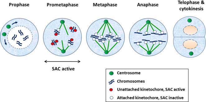 Fig. 8.2, The stages of mitosis. The different phases of mitosis are illustrated. SAC is spindle assembly checkpoint.