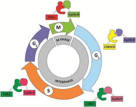 Fig. 8.3, The cell cycle is driven by cyclin-cyclin-dependent (CDK) complexes. The various pairs of cyclin-CDK complexes and their respective positions in the cell cycle are shown in the figure.