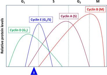 Fig. 8.4, Relative expression levels of cyclins in the cell cycle. The relative protein levels of the four different cyclins in various phases of the cell cycle are demonstrated. The letters in parenthesis indicate the classes of cyclins. The levels of cyclin D often fluctuate, depending on whether growth factors or mitogens are present or not. “R” indicates the restriction point.