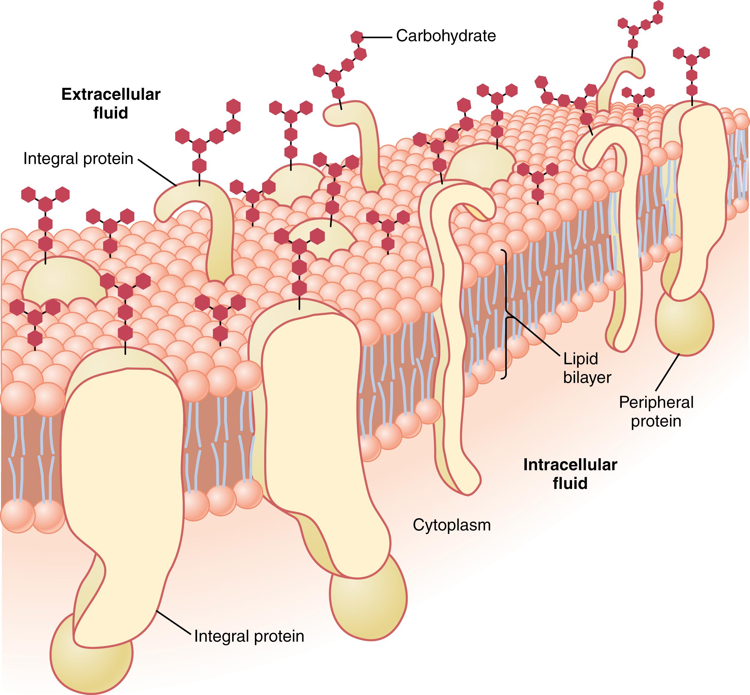 Figure 2-3., Structure of the cell membrane showing that it is composed mainly of a lipid bilayer of phospholipid molecules, but with large numbers of protein molecules protruding through the layer. Also, carbohydrate moieties are attached to the protein molecules on the outside of the membrane and to additional protein molecules on the inside.