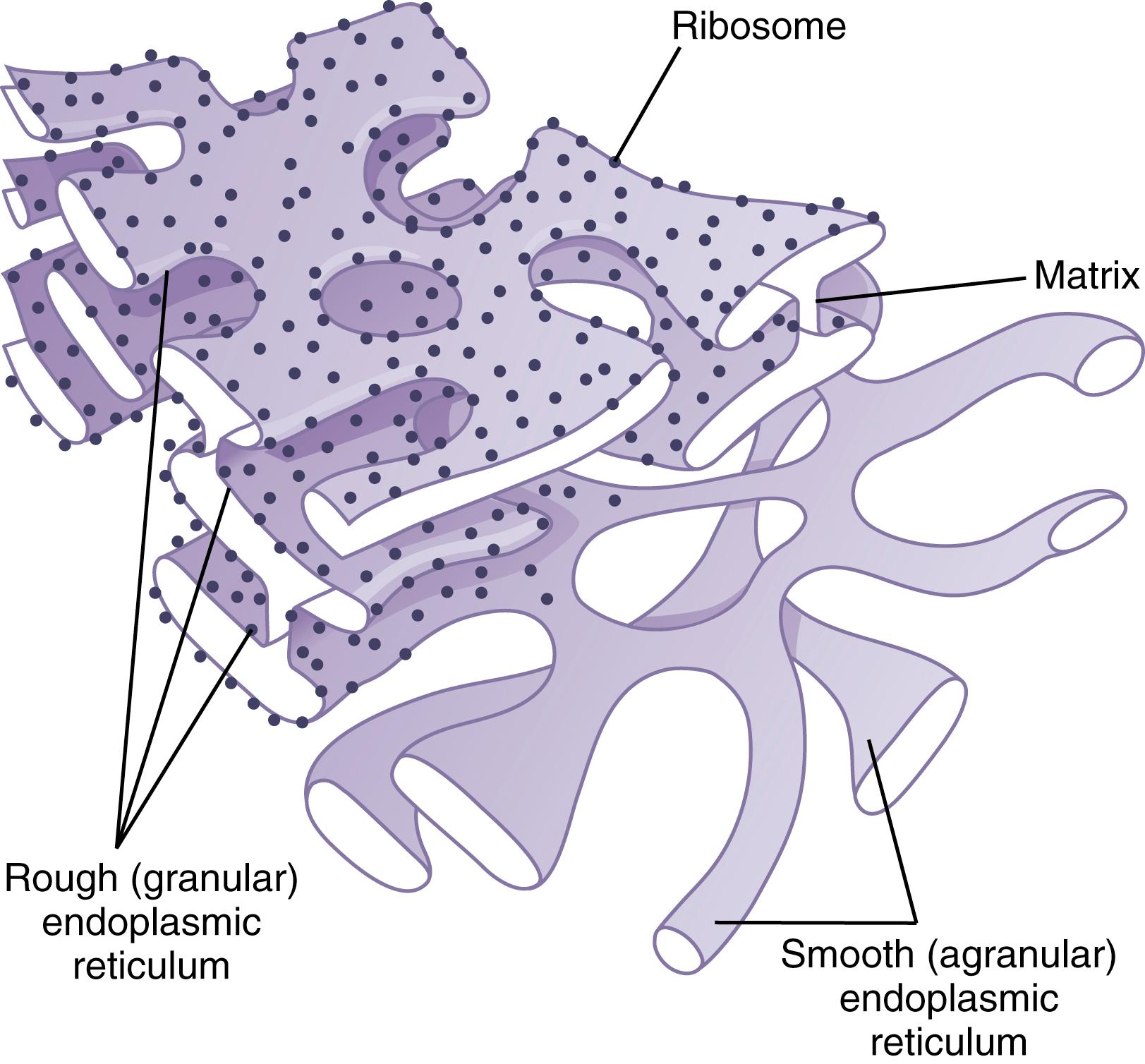 Figure 2-4., Structure of the endoplasmic reticulum.