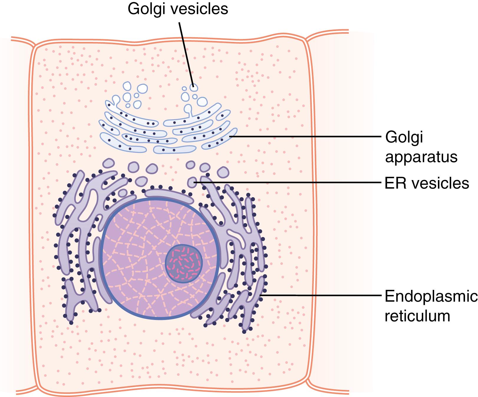 Figure 2-5., A typical Golgi apparatus and its relationship to the endoplasmic reticulum (ER) and the nucleus.