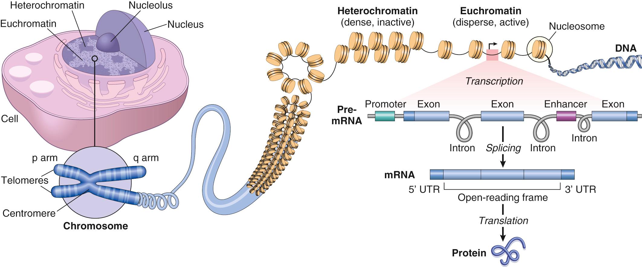 Figure 1.1, The organization of nuclear DNA. At the light microscopic level, the nuclear genetic material is organized into dispersed, transcriptionally active euchromatin and densely packed, transcriptionally inactive heterochromatin; chromatin can also be mechanically connected with the nuclear membrane, and membrane perturbation can thus influence transcription. Chromosomes (as shown) can be visualized only during mitosis. During mitosis, they are organized into paired chromatids connected at centromeres; the centromeres act as the locus for the formation of a kinetochore protein complex that regulates chromosome segregation at metaphase. The telomeres are repetitive nucleotide sequences that cap the termini of chromatids and permit repeated chromosomal replication without deterioration of genes near the ends. The chromatids are organized into short “P” (“petite”) and long “Q” (next letter in the alphabet) arms. The characteristic banding pattern of chromatids has been attributed to relative GC content (less GC content in bands relative to interbands), with genes tending to localize to interband regions. Individual chromatin fibers are comprised of a string of nucleosomes—DNA wound around octameric histone cores—with the nucleosomes connected via DNA linkers. Promoters are noncoding regions of DNA that initiate gene transcription; they are on the same strand and upstream of their associated gene. Enhancers can modulate gene expression over distances of 100 kb or more by looping back onto promoters and recruiting additional factors that drive the expression of pre–messenger RNA (mRNA) species. Intronic sequences are spliced out of the pre-mRNA to produce the final message that is translated into protein—without the 3′–untranslated region (UTR) and 5′-UTR. In addition to the enhancer, promoter, and UTR sequences, noncoding elements, including short repeats, regulatory factor binding regions, noncoding regulatory RNAs, and transposons, are distributed throughout the genome.