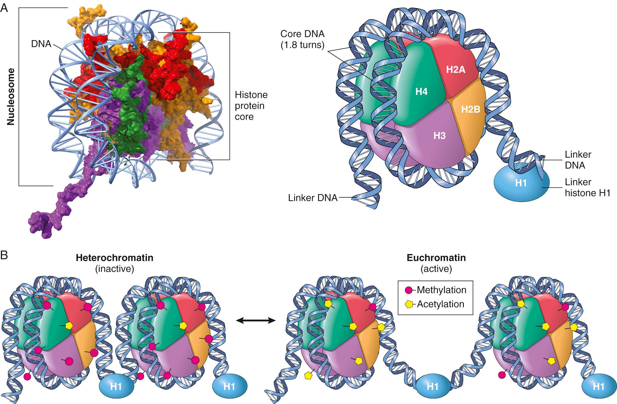 Figure 1.2, Histone organization. (A) Nucleosomes are comprised of octamers of histone proteins (two each of histone subunits H2A, H2B, H3, and H4) encircled by 1.8 147 bp DNA loops. Histones sit on 20- to 80-nucleotide stretches of linker DNA between nucleosomes. Histone subunits are positively charged, thus allowing compaction of negatively charged DNA. (B) The relative state of DNA unwinding (and thus access for transcription factors) is regulated by histone modification, including acetylation, methylation, and/or phosphorylation; these “marks” are dynamically written and erased. Certain marks such as histone acetylation “open up” the chromatin structure, whereas others such as methylation of particular histone residues condense DNA to silence genes. DNA can also be methylated, leading to transcriptional inactivation.