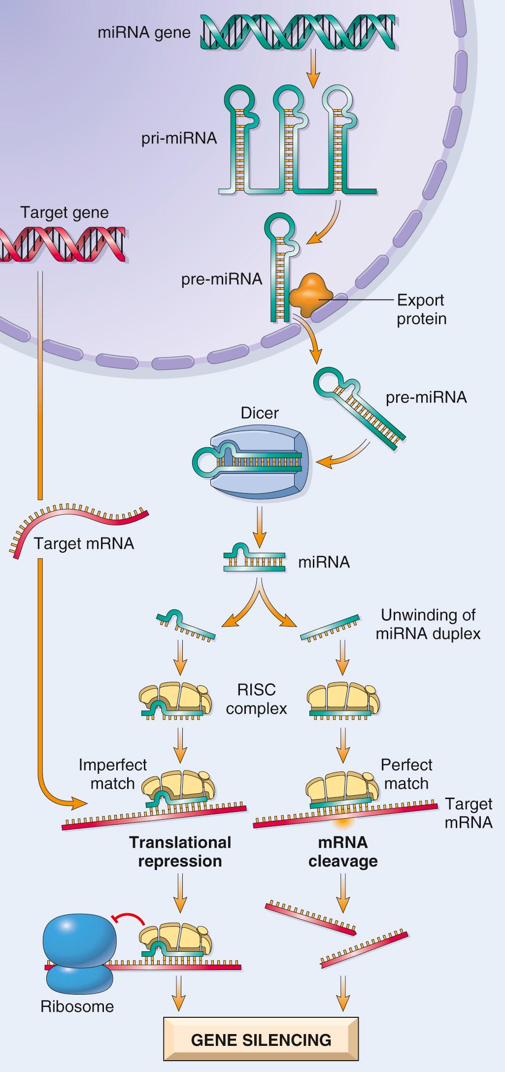 Figure 1.3, Generation of microRNAs (miRNAs) and their mode of action in regulating gene function. Transcription of a miRNA produces a primary miRNA (pri-miRNA), which is processed within the nucleus to form pre-miRNA composed of a single RNA strand with secondary hairpin loop structures and stretches of double-stranded RNA. After export out of the nucleus via specific transporter proteins, pre-miRNA is trimmed by the cytoplasmic Dicer enzyme to generate mature double-stranded miRNAs of 21 to 30 nucleotides. The miRNA subsequently unwinds and the single strands are incorporated into multiprotein RNA-induced silencing complexes (RISC). Base pairing between single-stranded miRNA and the targeted messenger RNA (mRNA) directs RISC to either cleave or repress translation of the mRNA, resulting in posttranscriptiontional silencing.