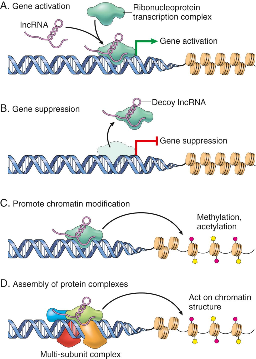 Figure 1.4, Roles of long noncoding RNAs (lncRNAs). (A) lncRNAs can facilitate transcription factor binding and thus promote gene activation. (B) Conversely, lncRNAs can preemptively bind transcription factors to inhibit transcription. (C) Histone and DNA modification by acetylases or methylases (or deacetylases and demethylases) may be directed by lncRNA binding. (D) In other instances, lncRNAs can act as scaffolds to stabilize secondary or tertiary structures and multisubunit complexes that influence chromatin architecture or gene activity.