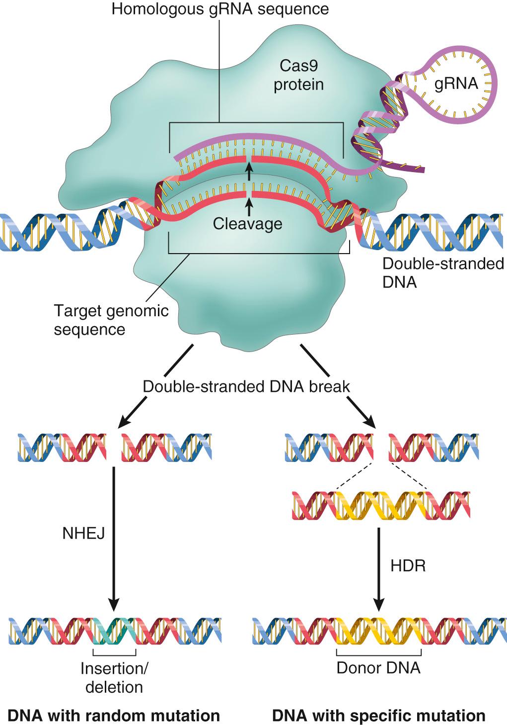 Figure 1.5, Gene editing with clustered regularly interspersed short palindromic repeats (CRISPRs) and the nuclease Cas9. In bacteria, DNA sequences consisting of CRISPRs are transcribed into guide RNAs (gRNAs) with a constant region and a variable sequence of approximately 20 bases. The gRNA constant regions bind to Cas9, while the variable regions form heteroduplexes with homologous DNA sequences of interest; the Cas9 nuclease then cleaves the bound DNA to produce a double-stranded DNA break. In nature, bacteria use the CRISPR/Cas9 system to protect against phages and plasmids; CRISPR sequences from previous assaults are transcribed into gRNA from the bacterial genome. These bind to pathogen nucleotide sequences and form a complex with the Cas9 nuclease that leads to cleavage and, ultimately, destruction of the invader's DNA.