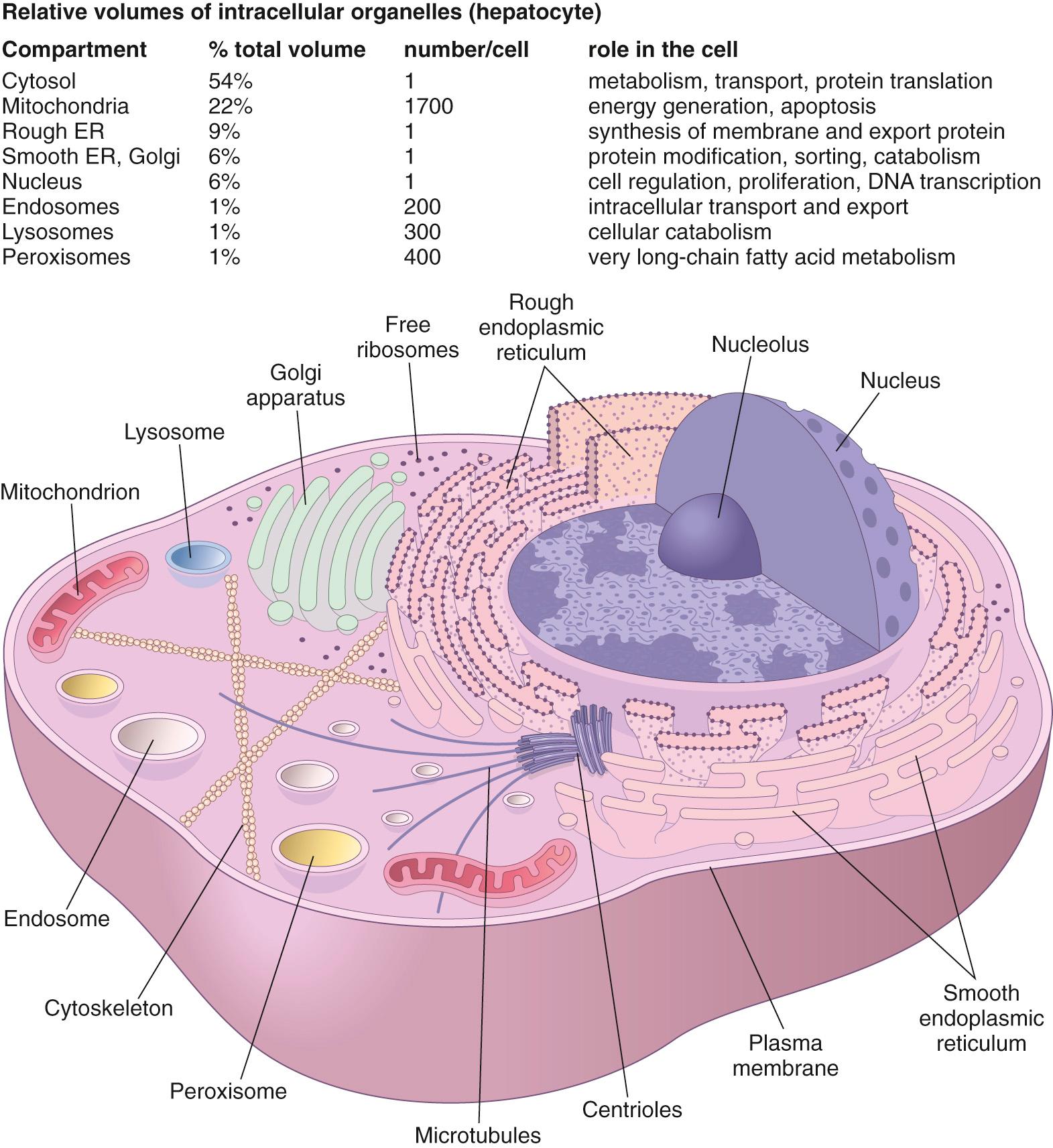 Figure 1.6, Basic subcellular constituents of cells. The table presents the number of the various organelles within a typical hepatocyte, as well as their volume within the cell. The figure shows geographic relationships but is not intended to be accurate to scale. ER, Endoplasmic reticulum.