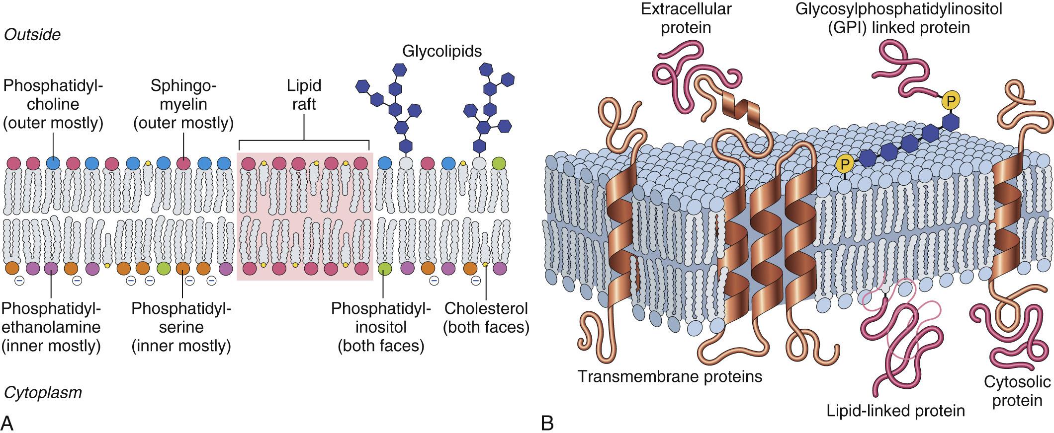 Figure 1.7, Plasma membrane organization and asymmetry. (A) The plasma membrane is a bilayer of phospholipids, cholesterol, and associated proteins. The phospholipid distribution within the membrane is asymmetric due to the activity of flippases; phosphatidylcholine and sphingomyelin are overrepresented in the outer leaflet, and phosphatidylserine (negative charge) and phosphatidylethanolamine are predominantly found on the inner leaflet; glycolipids occur only on the outer face where they contribute to the extracellular glycocalyx. Although the membrane is laterally fluid and the various constituents can diffuse randomly, specific domains, for example cholesterol and glycosphingolipid-rich lipid rafts, can also form. (B) Membrane-associated proteins may traverse the membrane (singly or multiply) via α-helical hydrophobic amino acid sequences; depending on the membrane lipid content and relative hydrophobicity of protein domains, such proteins may have nonrandom distributions within the membrane. Proteins on the cytosolic face can be associated with the plasma membrane through posttranslational modifications (e.g., farnesylation) or addition of palmitic acid. Proteins on the extracytoplasmic face can associate with the membrane via glycosylphosphatidylinositol (GPI) linkages. Besides protein-protein interactions within the membrane, membrane proteins can also associate with extracellular and/or intracytoplasmic proteins to generate distinct domains (e.g., the focal adhesion complex ). Transmembrane proteins can translate mechanical forces (e.g., from the cytoskeleton or extracellular matrix), as well as chemical signals across the membrane.