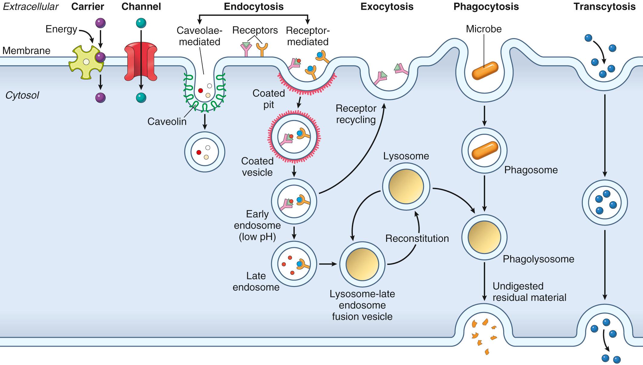 Figure 1.8, Movement of small molecules and larger structures across membranes. The lipid bilayer is relatively impermeable to all but the smallest and/or most hydrophobic molecules. Thus the import or export of charged species requires specific transmembrane transporter proteins, vesicular traffic, or membrane deformations.