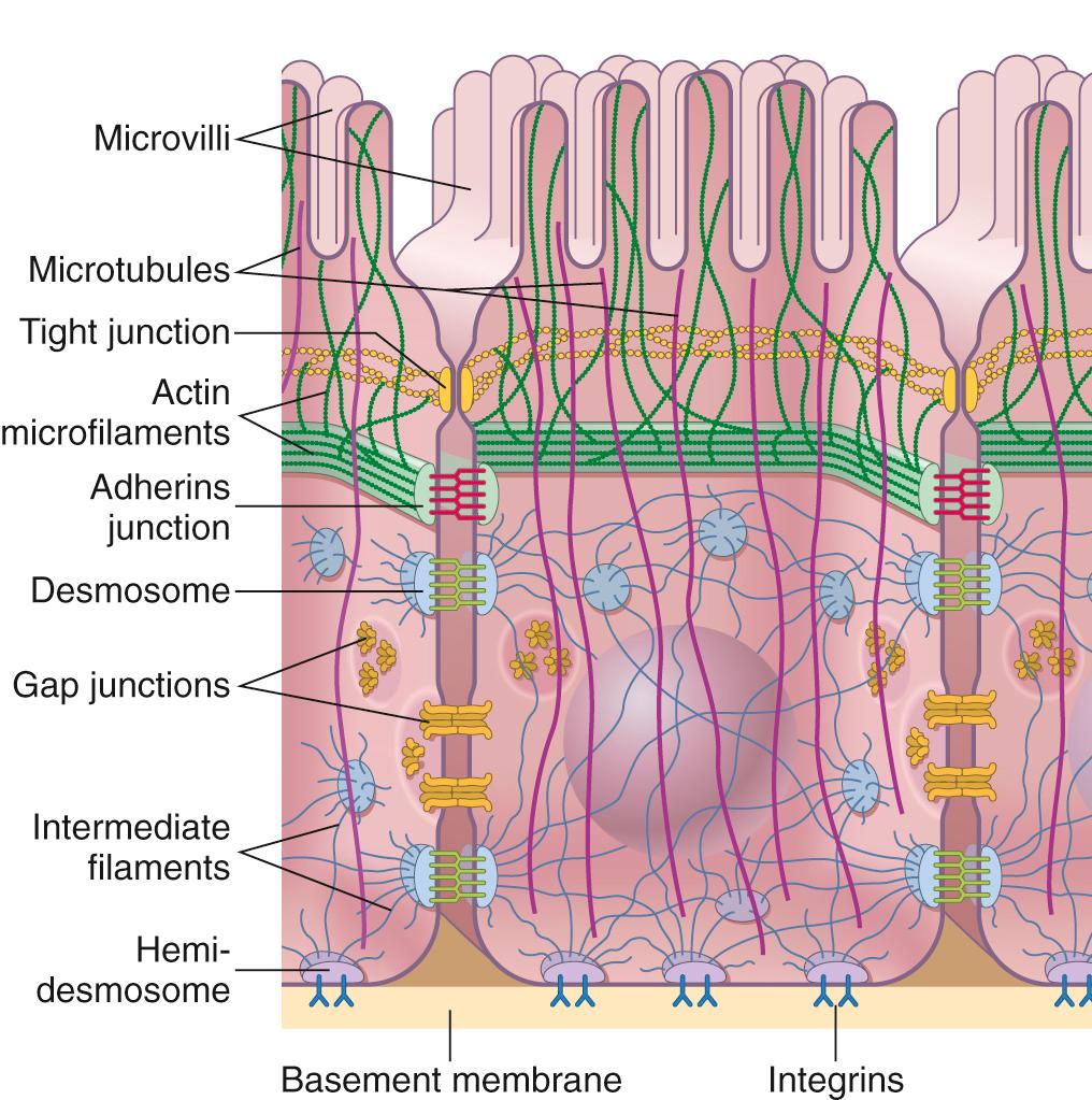 Figure 1.9, Cytoskeletal elements and cell-cell interactions. Interepithelial adhesion involves several different surface protein interactions at tight junctions, adherens junctions, and desmosomes; adhesion to the extracellular matrix involves cellular integrins (and associated proteins) within hemidesmosomes. The various adhesion proteins within the plasma membrane associate with actin microfilaments and intermediate filaments to provide a mechanical matrix for cell structure and signaling. Gap junctions do not impart structural integrity but allow cell-cell communication by the movement of small molecular weight and/or charged species. See text for details.