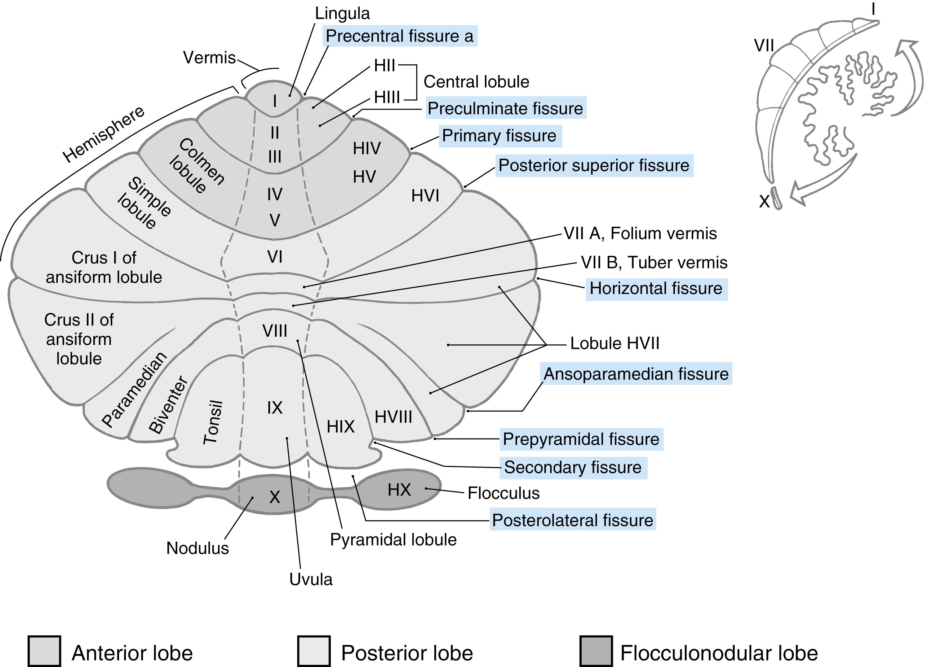 Fig. 27.3, Unfolded view (see upper right ) of the cerebellar cortex showing lobes, lobules (by name and number), and main fissures (printed in blue ). The lobules of the hemisphere are designated by the prefix H, to show which lobule of the hemisphere is continuous with its corresponding (designated by the Roman numeral) vermal lobule. Roman numerals follow the method of Larsell.