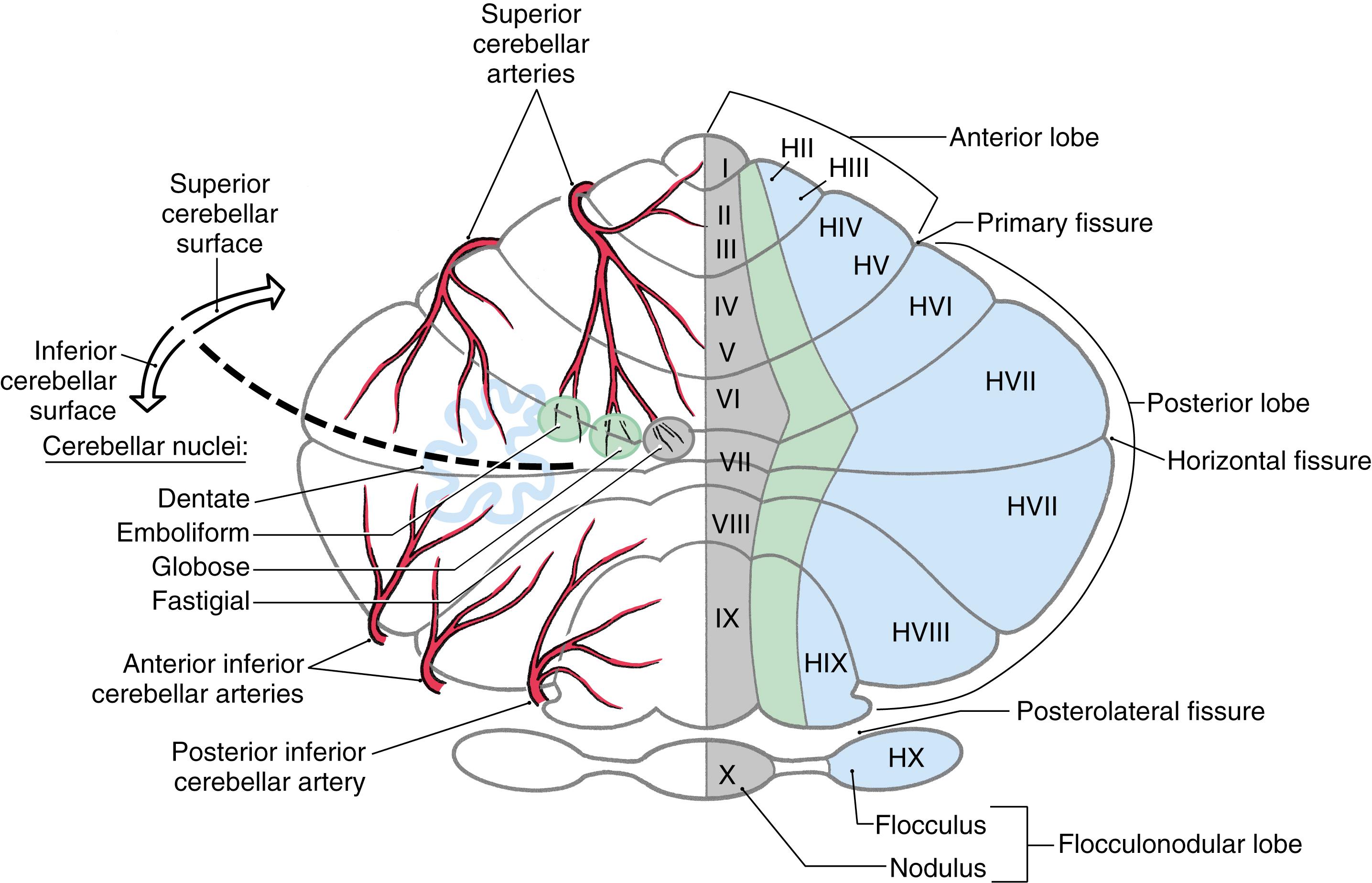 Fig. 27.5, An unfolded view of the cerebellum showing medial ( gray ), intermediate ( green ), and lateral ( blue ) zones on the right and the nuclei with which each zone is functionally associated on the left in the corresponding color. The general areas of cortex and nuclei served by the cerebellar arteries are also indicated on the left. Roman numerals indicate lobules of the vermis; numerals preceded by H indicate the corresponding lobules of the hemisphere.