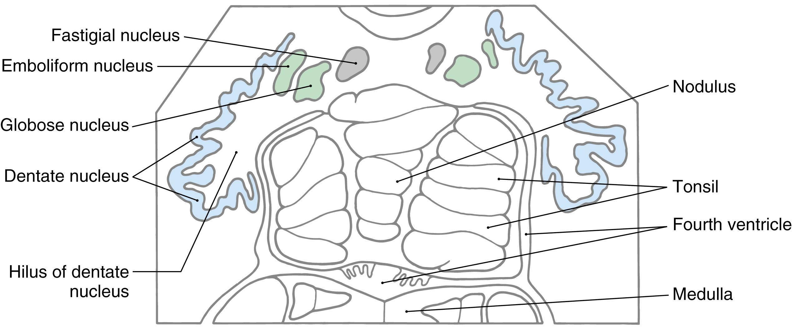 Fig. 27.6, The cerebellar nuclei in cross section, drawn from a slide. The color coding of each nucleus corresponds to its appropriate zone in Fig. 27.5 .